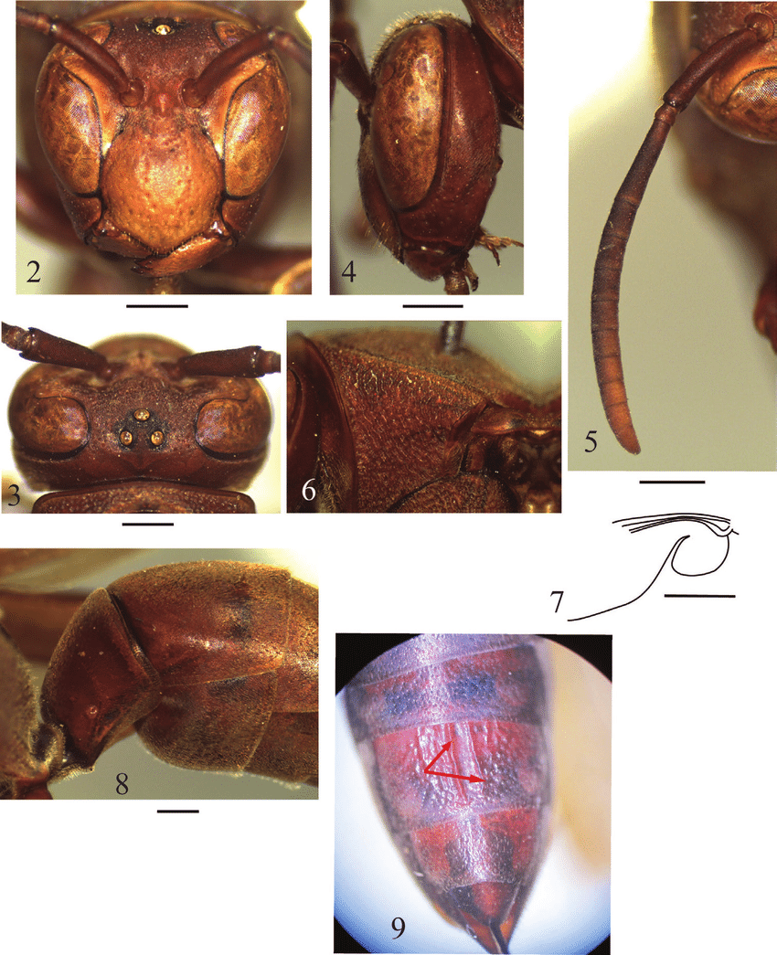 Polistes brunetus